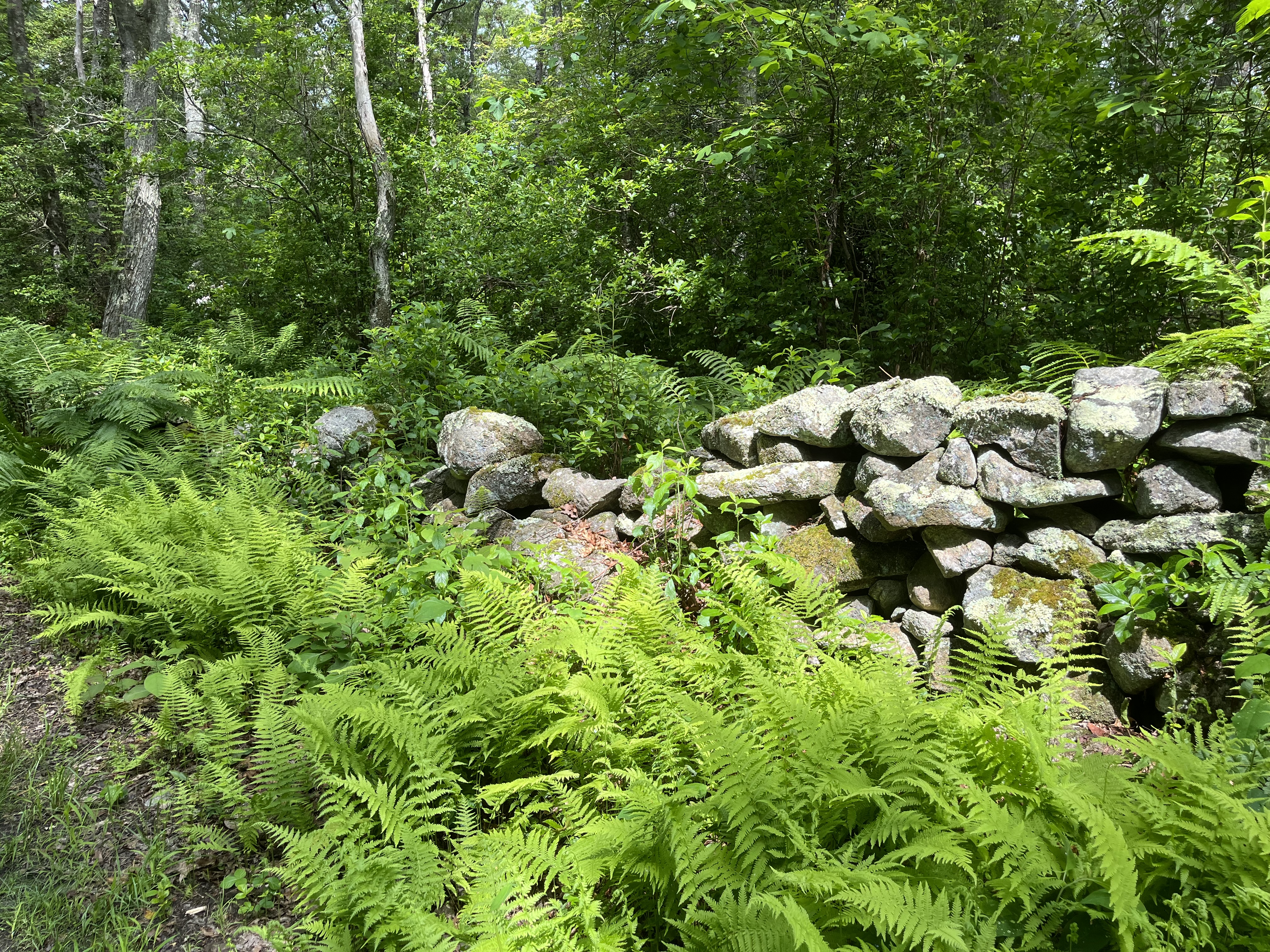 Stone wall in Little Compton, RI